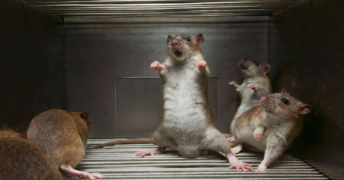 Преимущества игры для крыс: