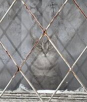 Коты заперли на балконе россиянку в мороз в одном халате
