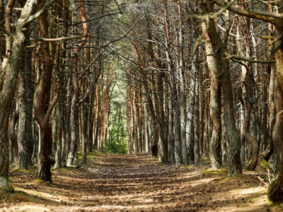 "Ходячие" деревья: в российских лесах наблюдается странное явление