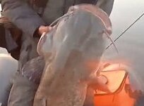 Россиянин неожиданно поймал огромную рыбу и снял ее на видео