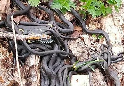 Россиянин обнаружил гигантский клубок змей