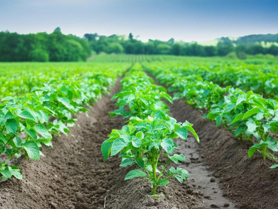 Что нужно посадить в ряды между картошкой, чтобы защитить урожай