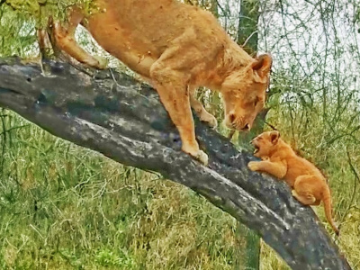 Львица учит своих малышей забираться на дерево: милое видео