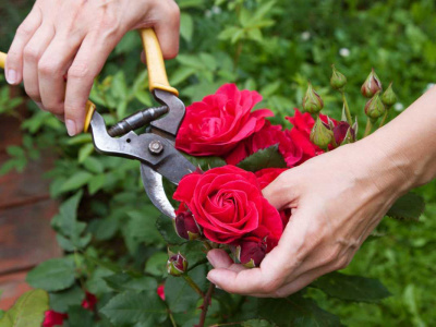 Эксперт объяснила, как ухаживать за розами