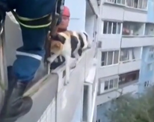Собаку, которая погибала на балконе в жару, спасли в Москве (видео)