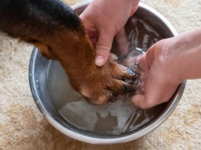 Как помочь домашним животным перенести жару
