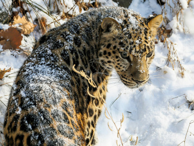 В Приморье свидание леопардов попало на камеру фотоловушки